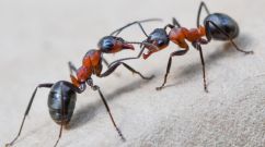 GERMANY-ANIMALS-ANT