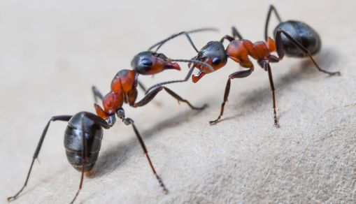 GERMANY-ANIMALS-ANT