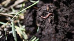earthworm