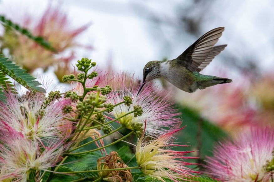 pollination