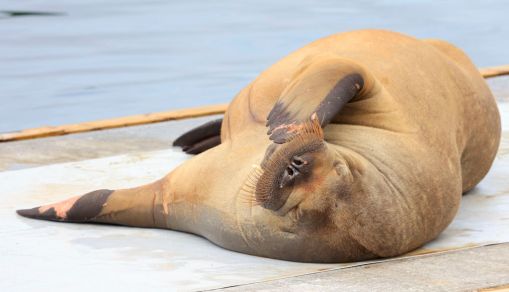 A female walrus