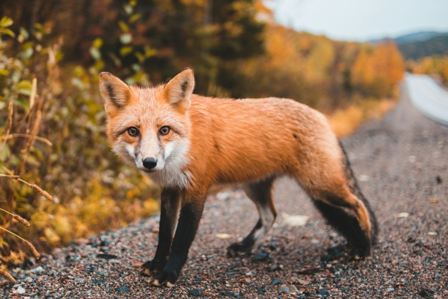 Fox Steals Phone of RSPCA Animal Rescuer, Takes Selfie Video at Woodland Area in UK Villagecc
