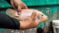 fish