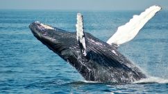 Whales Declared by Maori King as 'People' or 'Legal Persons' Amid Demand to Call for Same Human Rights