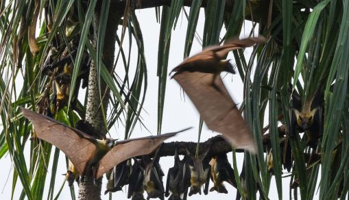 ICOAST-ENVIRONMENT-NATURE-ANIMAL-CONSERVATION-HERITAGE