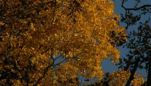 Hickory Tree: What Makes These Temperate Forest Trees Unique?