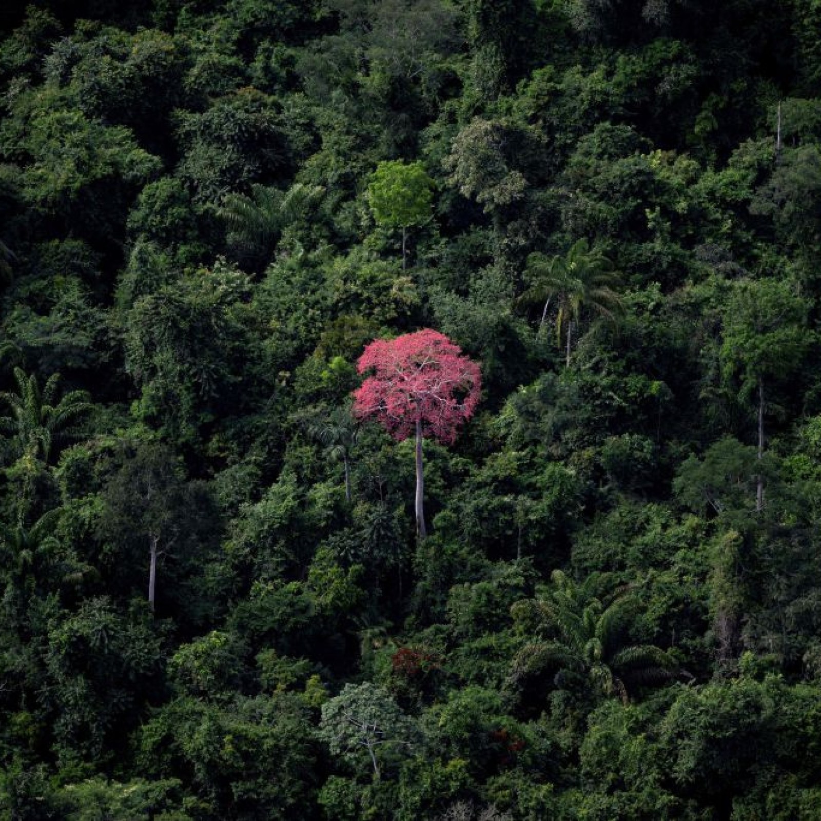 BRAZIL-AMAZON-RAINFOREST