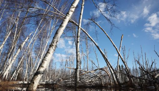 Increased Precipitation and Thawing Permafrost Kill Boreal Forest Trees in Alaska