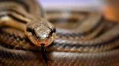 snake