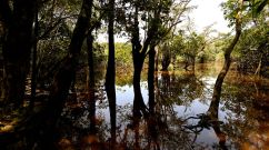 Amazon rainforest