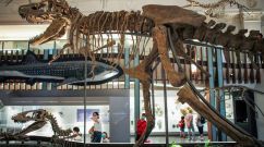 A stock photo of a dinosaur in a museum