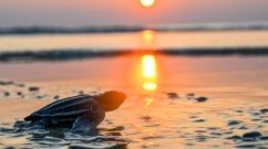 TOPSHOT-INDONESIA-CONSERVATION-TURTLE