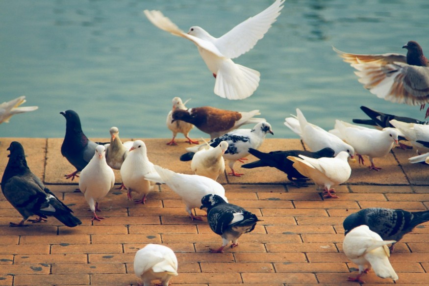 Pigeon Culling Underway in German Town as Locals Vote for Eradication of the 'Sky Rats'