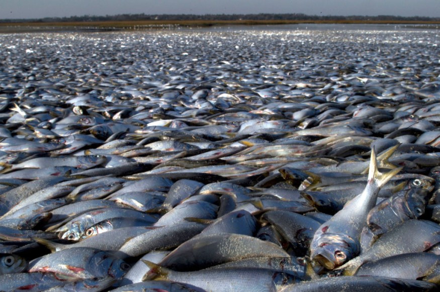 Mass Fish Deaths: Hundreds of Thousands of Fish Have Died at Popular California Lake in Monterey County Since Last Week