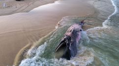 How Long Does It Take for Dead Whales to Decompose in the Ocean?